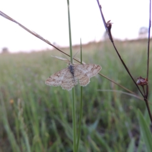 Scopula rubraria at Chisholm, ACT - 25 Oct 2014