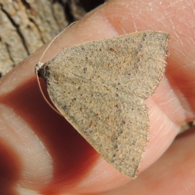 Authaemon stenonipha (Pale-bordered Cape-moth (Ennominae)) at Conder, ACT - 21 Feb 2015 by MichaelBedingfield
