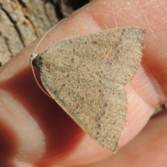 Authaemon stenonipha (Pale-bordered Cape-moth) at Conder, ACT - 20 Feb 2015 by michaelb