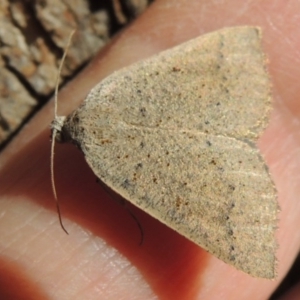 Authaemon stenonipha at Conder, ACT - 21 Feb 2015