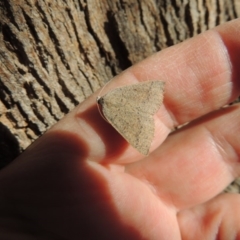 Authaemon stenonipha at Conder, ACT - 21 Feb 2015 09:45 AM