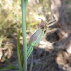 Calochilus platychilus (Purple Beard Orchid) at Gossan Hill - 29 Oct 2016 by JanetRussell