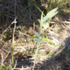 Calochilus platychilus at Bruce, ACT - 29 Oct 2016