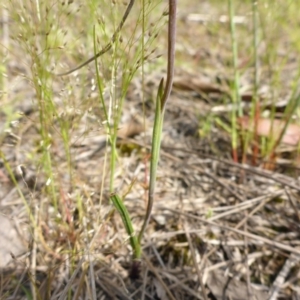 Calochilus platychilus at Bruce, ACT - 29 Oct 2016