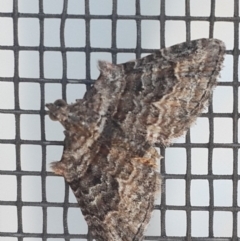 Phrissogonus laticostata (Apple looper moth) at QPRC LGA - 31 Oct 2016 by Speedsta