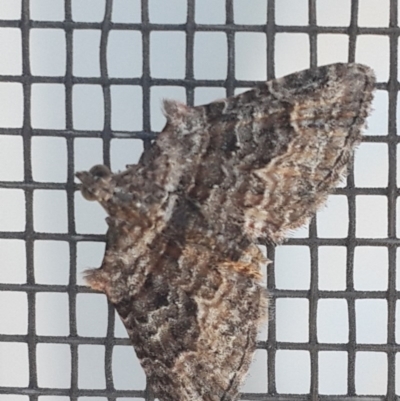 Phrissogonus laticostata (Apple looper moth) at Queanbeyan West, NSW - 31 Oct 2016 by Speedsta