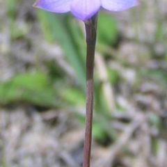 Thelymitra pauciflora (Slender Sun Orchid) at Kambah, ACT - 22 Oct 2009 by MatthewFrawley