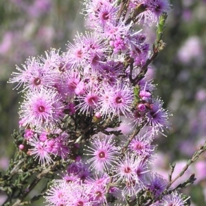 Kunzea parvifolia at Kambah, ACT - 1 Nov 2009