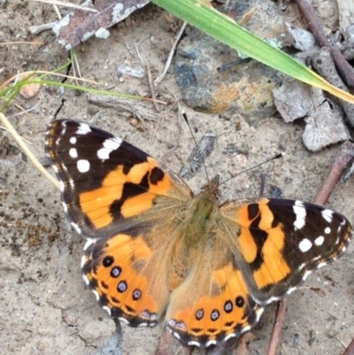 Vanessa kershawi (Australian Painted Lady) at Stirling Park - 30 Oct 2016 by Ratcliffe