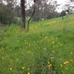 Bulbine bulbosa (Golden Lily) at Stirling Park - 29 Oct 2016 by Ratcliffe