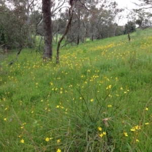 Bulbine bulbosa at Yarralumla, ACT - 30 Oct 2016