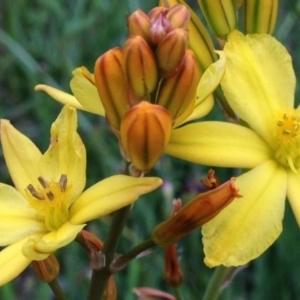 Bulbine bulbosa at Yarralumla, ACT - 30 Oct 2016 10:58 AM