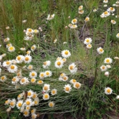 Leucochrysum albicans subsp. tricolor (Hoary Sunray) at Stirling Park - 30 Oct 2016 by Ratcliffe