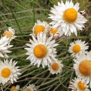 Leucochrysum albicans subsp. tricolor at Yarralumla, ACT - 30 Oct 2016