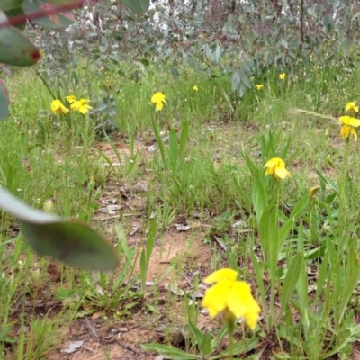 Goodenia pinnatifida (Scrambled Eggs) at Yarralumla, ACT - 29 Oct 2016 by Ratcliffe