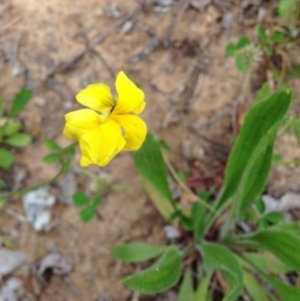 Goodenia pinnatifida at Yarralumla, ACT - 30 Oct 2016