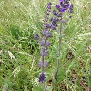 Salvia verbenaca var. verbenaca at Yarralumla, ACT - 30 Oct 2016