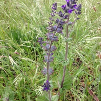 Salvia verbenaca var. verbenaca (Wild Sage) at Stirling Park - 29 Oct 2016 by Ratcliffe