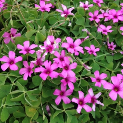 Oxalis debilis var. corymbosa (Pink Woodsorrel) at Stirling Park - 30 Oct 2016 by Ratcliffe