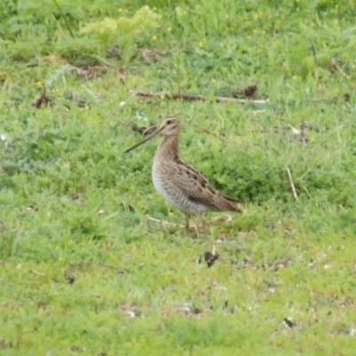 Gallinago hardwickii (Latham's Snipe) at Jerrabomberra Wetlands - 30 Oct 2016 by roymcd