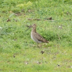 Gallinago hardwickii (Latham's Snipe) at Jerrabomberra Wetlands - 30 Oct 2016 by roymcd