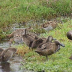 Gallinago hardwickii at Fyshwick, ACT - 30 Oct 2016 04:38 PM