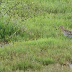 Gallinago hardwickii at Fyshwick, ACT - 30 Oct 2016 04:38 PM