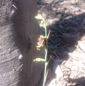 Calochilus montanus at Point 4242 - 31 Oct 2016