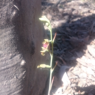 Calochilus montanus (Copper Beard Orchid) at Point 4242 - 31 Oct 2016 by gregbaines