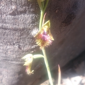 Calochilus montanus at Point 4242 - 31 Oct 2016