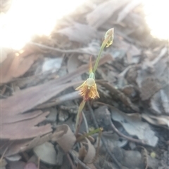 Calochilus montanus at Point 4242 - suppressed