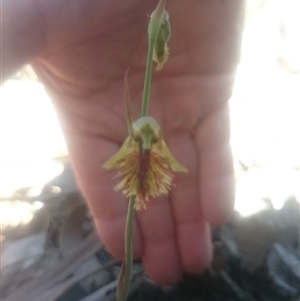 Calochilus montanus at Point 4242 - 31 Oct 2016