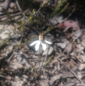 Caladenia moschata at Point 4242 - 31 Oct 2016