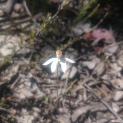 Caladenia moschata (Musky Caps) at Point 4242 - 30 Oct 2016 by gregbaines