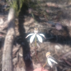 Caladenia moschata at Point 4242 - 31 Oct 2016