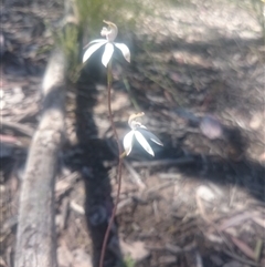 Caladenia moschata at Point 4242 - 31 Oct 2016