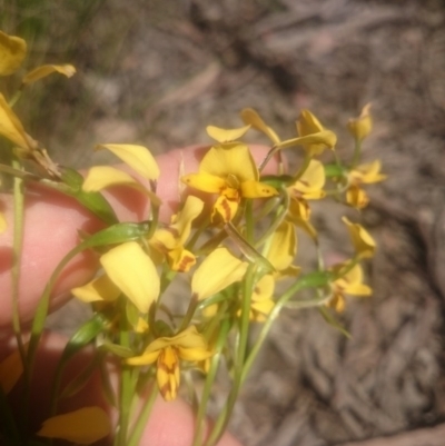 Diuris nigromontana (Black Mountain Leopard Orchid) at Canberra Central, ACT - 31 Oct 2016 by gregbaines