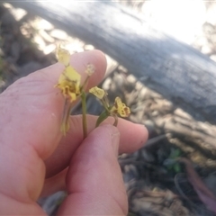 Diuris nigromontana at Undefined Area - suppressed