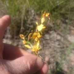 Diuris nigromontana (Black Mountain Leopard Orchid) at Point 4242 - 30 Oct 2016 by gregbaines