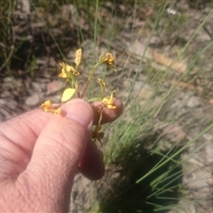 Diuris nigromontana at Point 4242 - 31 Oct 2016