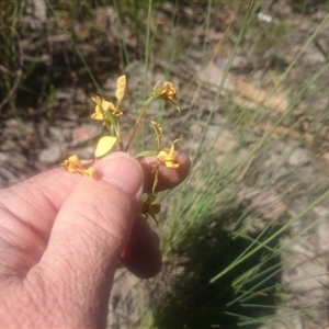 Diuris nigromontana at Point 4242 - 31 Oct 2016