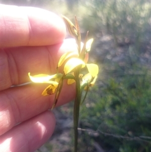 Diuris sulphurea at Point 4242 - 31 Oct 2016