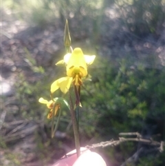 Diuris sulphurea at Point 4242 - 31 Oct 2016