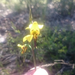 Diuris sulphurea at Point 4242 - 31 Oct 2016