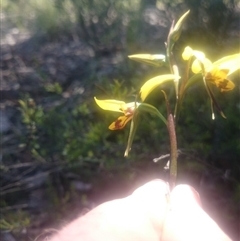 Diuris sulphurea at Point 4242 - 31 Oct 2016