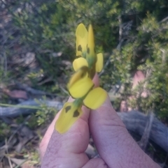 Diuris sulphurea at Point 4242 - 31 Oct 2016