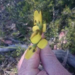 Diuris sulphurea at Point 4242 - 31 Oct 2016