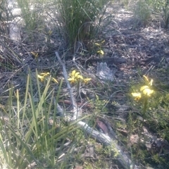 Diuris sulphurea at Point 4242 - 31 Oct 2016