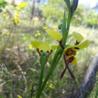 Diuris sulphurea (Tiger Orchid) at Kambah, ACT - 31 Oct 2016 by RosemaryRoth