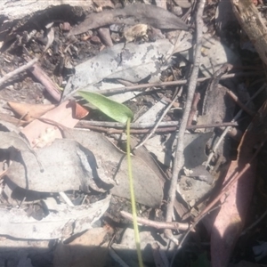 Glossodia major at Point 4242 - 31 Oct 2016